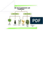 Clasificación de Plantas