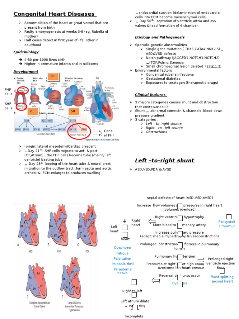 Overview of Congenital Heart Diseases | PDF | Congenital Heart Defect ...