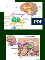 Hypothalamus 