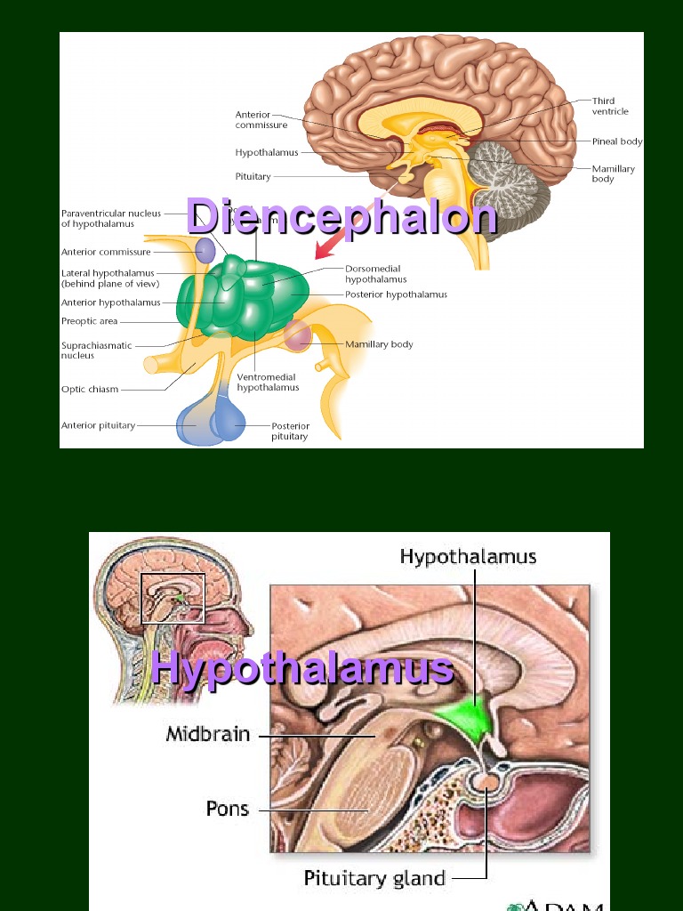 Autonomic Nervous System Biology Diagrams