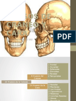 Huesos de Cráneo y Cara