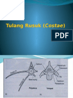 Costae and Sternum 