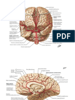 Blood Supply To Brain Images