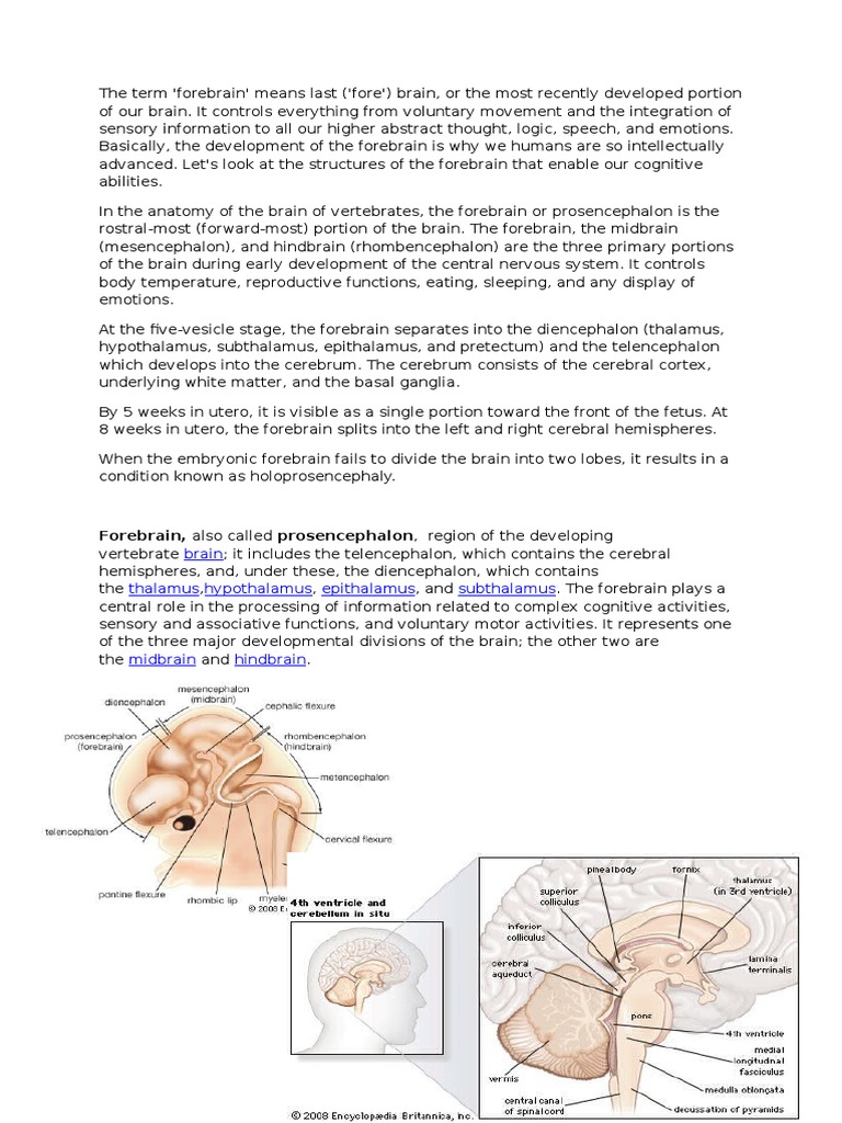 In the Anatomy of the Brain of Vertebrates Cerebrum Cerebral Cortex
