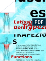 Latissimus Dorsi: Trapezius