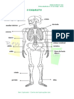 1.1 Ossos - Ficha Informativa (1)