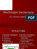 Curs 2 Morfologie Bacteriana