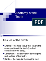 Anatomy of The Teeth