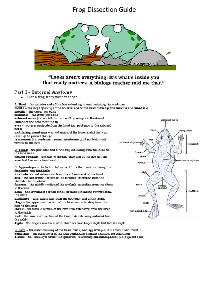 worksheet Frog Dissection Lab Worksheet frog dissection lab mouth anatomical terms of location