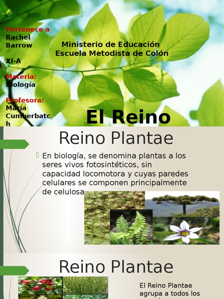 El Reino Plantae Plantas Helecho