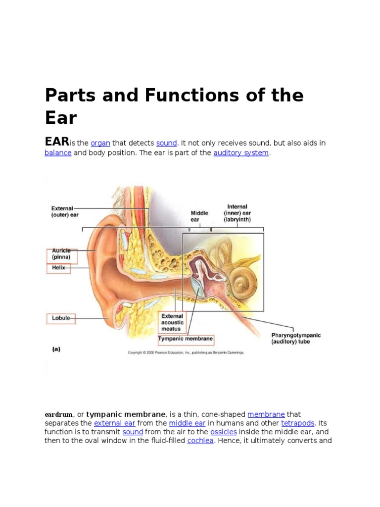 Anatomy and Disorders of Ear and Tongue | PDF