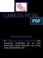 Cabeza Fetal