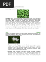 Download Pegagan by Ady Wibowo SN284031043 doc pdf