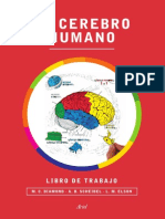 El Cerebro Humano