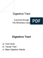 Digestive Tract: A Journey Through The Alimentary Canal