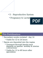 5 Reproductive System Pregnancy