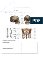 61975915 Taller Sistema Esqueletico II
