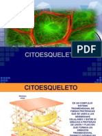 Citoesqueleto: microtúbulos