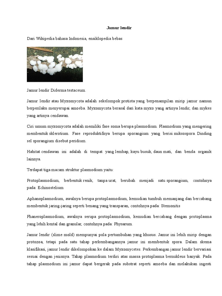 Jamur Lendir