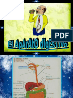 Anatomia Del Aparato Digestivo 1229547077989256 2
