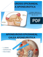 Aponeurosis Epicraneal