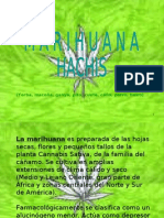Marihuana-Hachis