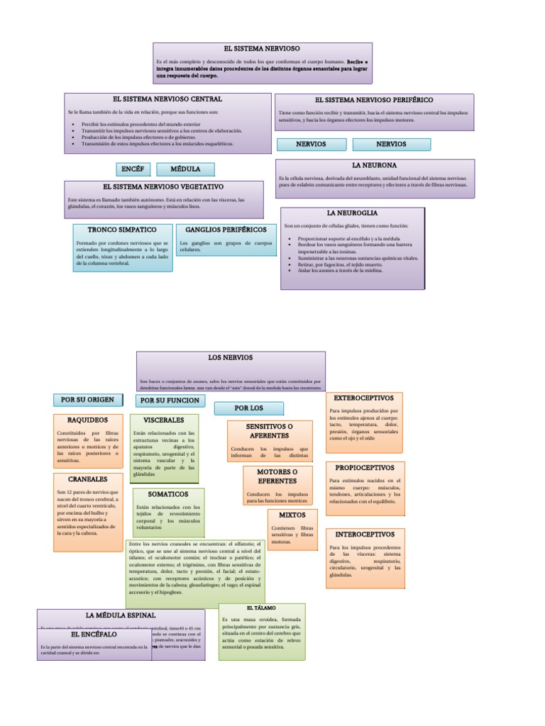 Mapa Conceptual Del Sistema Nervioso Sistema nervioso