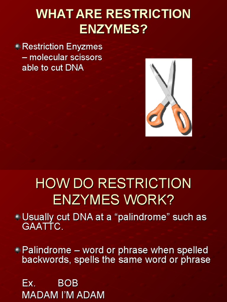 14265_Restriction Enzymes (1).ppt Restriction Enzyme Dna