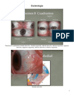 Curso de Esclerologia Avanzado