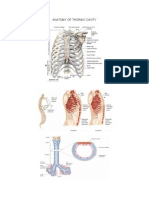 Anatomy of Thoraic Cavity Mimi