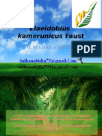 Elaeidobius Kamerunicus Faust