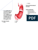 Stomach Gastric Juices To Form Internal and External Anatomy of The Stomach