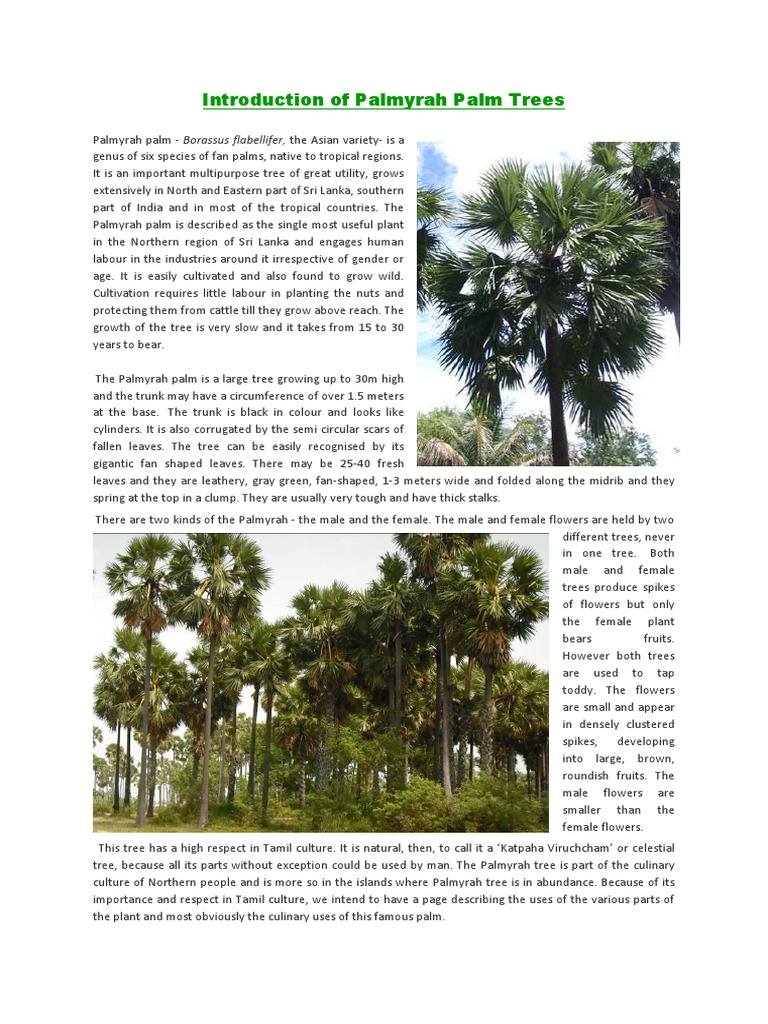 Introduction of Palmyrah Palm | PDF | Trees | Drink