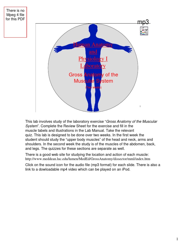 Gross Anatomy of the Muscular System Lab | PDF | Soft Tissue | Joints
