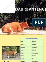 Banteng Powerpoint