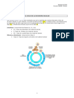 division_celular.pdf