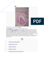 Odontogénesis