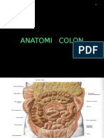 Anatomi Colon Rndta 2