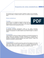 esquema_rutas_metabolicas.pdf