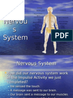 Nervous System