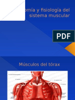 Músculos principales de la espalda, torax 
