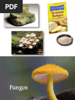 Aula 4 (Fungos)