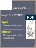 Example: Elbow EXTENSION: Agonist Antagonist