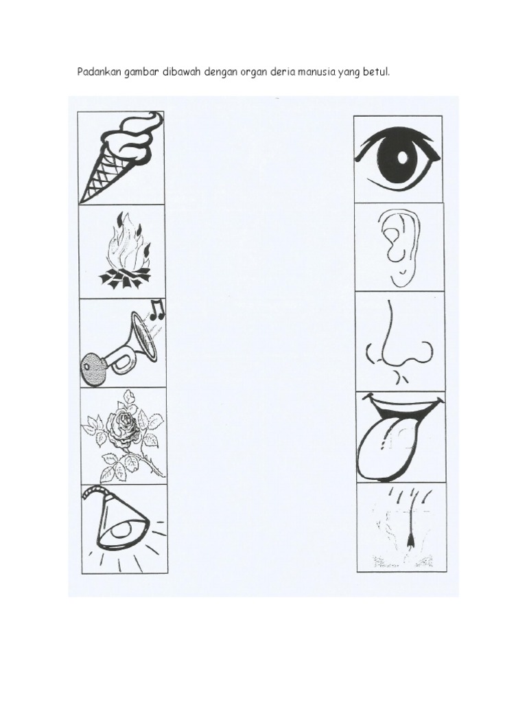 Padankan Gambar Dibawah Dengan Organ Deria Manusia Pdf