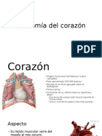 Anatomia Cardiologica