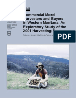 Commercial Morel Harvesters and Buyers in Western Montana