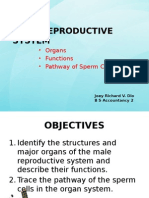 Male Reproductive Anatomy and Function