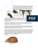 Download Anatomi Kura-kura by Nofia Sari SN285150283 doc pdf