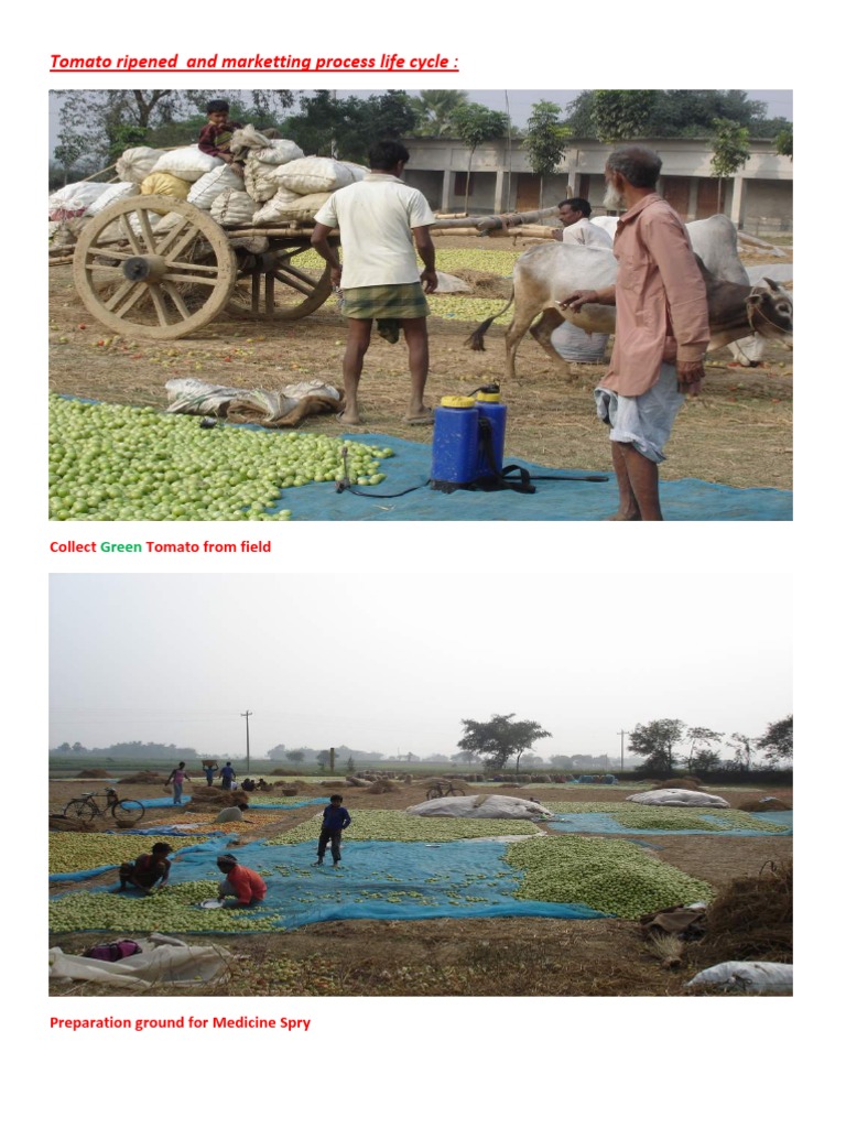 Tomato Ripe Process | PDF