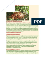 Nutricion Mineral Del Cacao